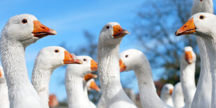 Weiße Gänse vor blauem Himmel, man sieht nur die Köpfe