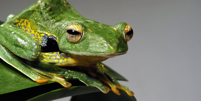 Ein Frosch in den Farben Grün, Gelb und Schwarz sitzt auf einem Blatt