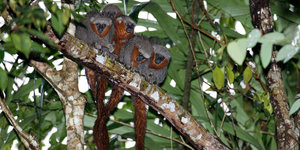 Springaffen im brasilianischen Amazonas-Regenwald