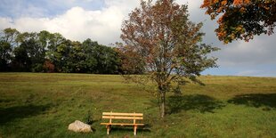 Eine Bank steht vor einem Baum