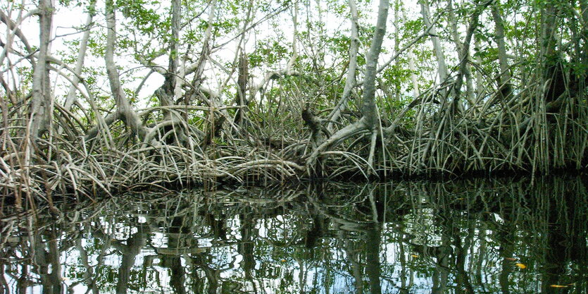 An einem Fluss in einem Dschungel stehen Bäume mit stark verflechteten Wurzeln