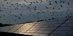 Vögel fliegen in der Dämmerung über schimmernde Solarpanelen