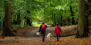 Zwei Menschen und ein Hund laufen durch den Wald