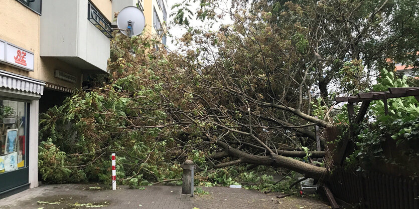 Umgestürzter Baum