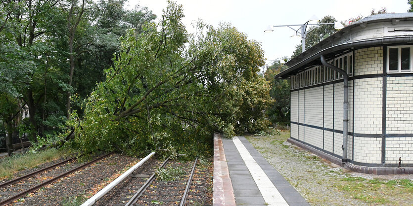 Ein Baum auf Bahnschienen