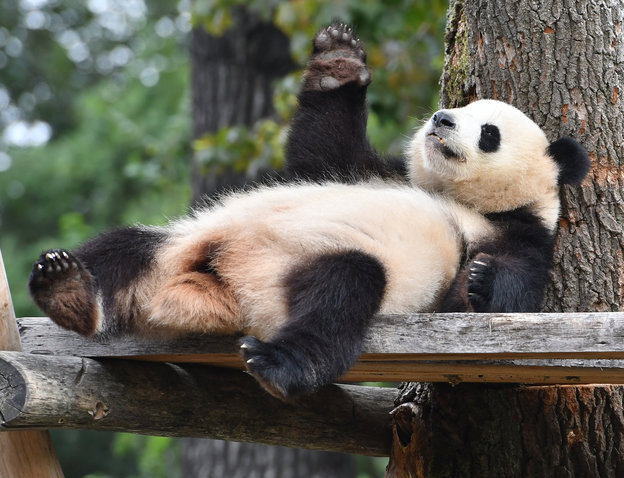 Pandadame entspannt im Berliner Zoo