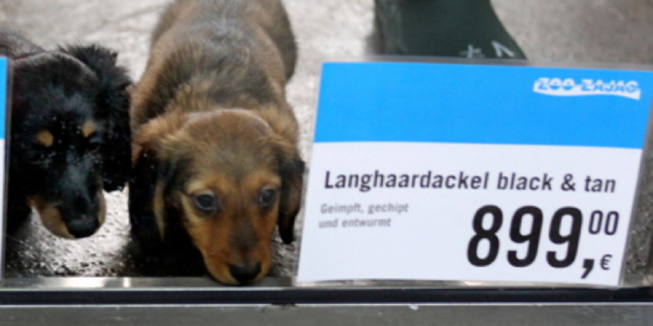 Welpenverkauf in der Zoohandlung: entsorgt - taz.de