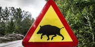 Ein dreieckiges Straßenschild, auf dem die Umrisse eines Wildschweines zu sehen sind