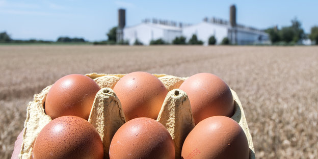 Eine Packung mit sechs braunen Eiern, im Hintergrund ein Feld