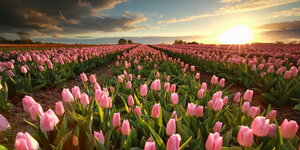 Ein Feld mit rosafarbenen Tulpen
