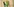 Eine grüne Gottesanbeterin schaut in die Kamera.
