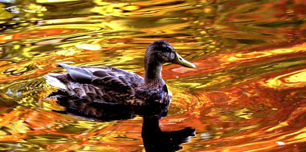 Eine Ente auf goldschimmerndem Wasser