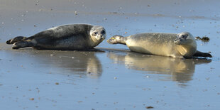 Zwei Seehunde am Strand