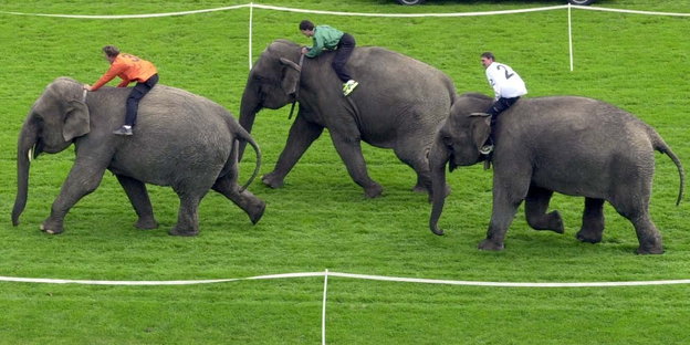 Drei Elefanten mit Reitern bei einem Rennen