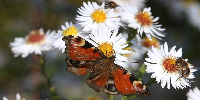 Ein Pfauenauge sammelt am 18.10.2017 bei Immenstadt (Bayern) auf einer Astern-Blüte neben anderen Insekten Blütenstaub.