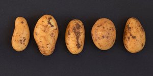 Kartoffeln auf schwarzem Hintergrund