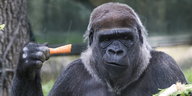 Ein Gorilla mit einer Möhre in der Hand