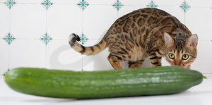 Eine Katze beschnuppert eine Salatgurke