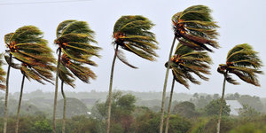 Palmen biegen sich im Wind