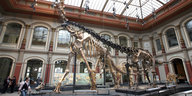 Skelett des Brachiosaurus
