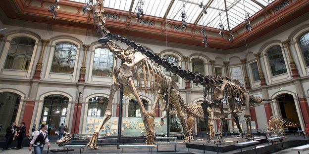 Skelett des Brachiosaurus