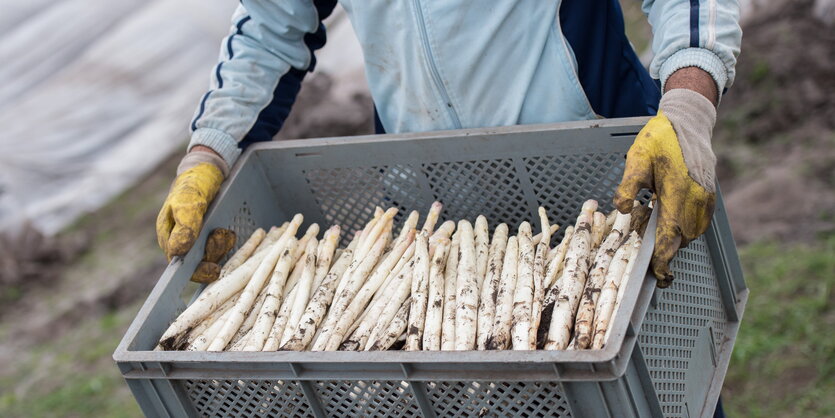 Ein Erntehelfer mit gelben Handschuhen hält eine Kiste Spargel