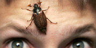 Ein Insekt auf einer Stirn