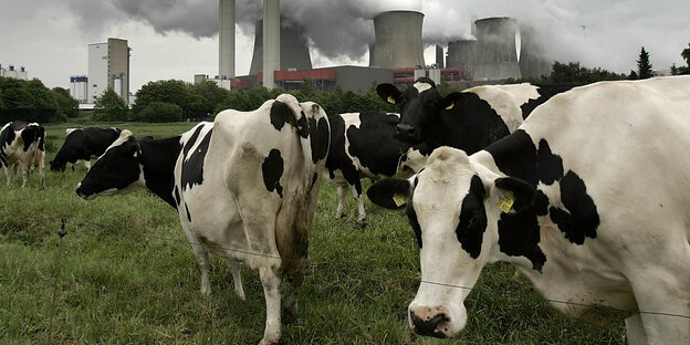 Kühe grasen vor Kohlekraftwerk