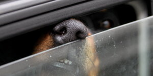 Ein Hund steckt seine Schnauze aus einem etwas geöffneten Autofenster