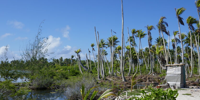 ein Palmenhain vor blauem Himmel