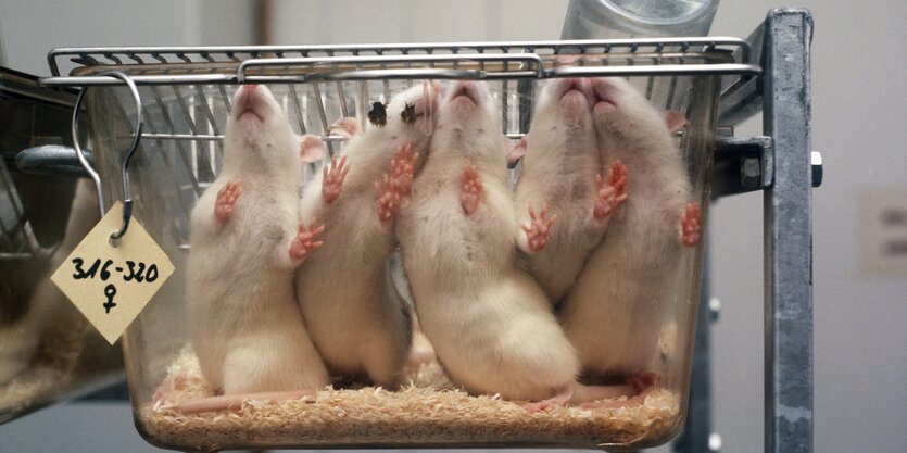 4 Laborratten im durchsichtigen Behälter