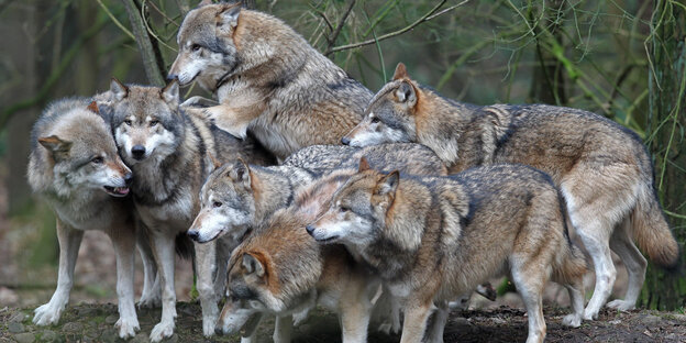 Viele Wölfe in einem Naturpark