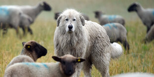 Eine Hund mit langen Haaren steht zwischen Schafen