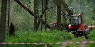 Eine Forstmaschine fällt einen Baum in einem Wald