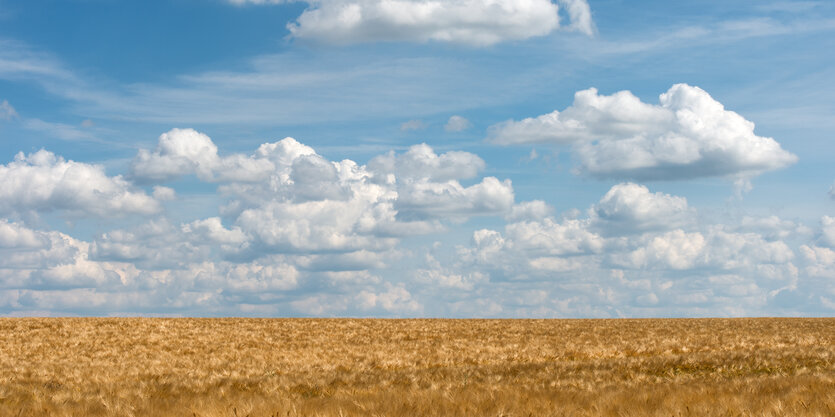 Ein Getreidefeld unter Schäfchenwolken-Himmel.