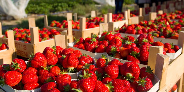 Kisten mit Erdbeeren
