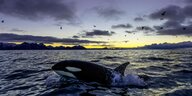 Ein Orca taucht im Sonnenuntergang auf