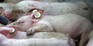 kleine rosa Ferkel liegen gequetscht nebeneinander