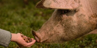 Schwein nähert Hand mit Eicheln