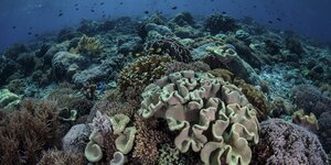 Korallenriff im indonesischen Nationalpark Komodo