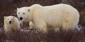 Eisbären in Churchill, Kanada
