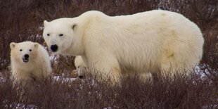 Eisbären in Churchill, Kanada