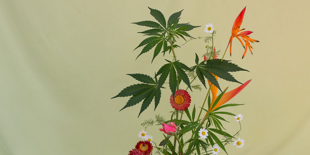 Vor einem weißen Hintergrund befindet sich ein Blumenarrangement mit Cannabis-Blättern.