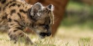 Ein junger Puma im Gras