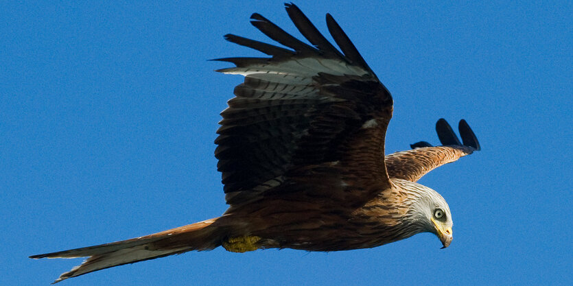 Ein adlerähnlicher Vogel fliegt am blauen Himmel