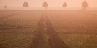 abgeernteter Acker im nebel