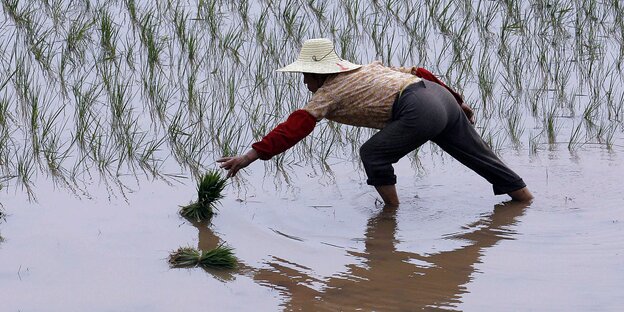 Eine Person beugt sich über ein Reisfeld