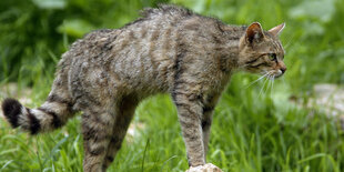 Eine Wildkatze macht einen Buckel