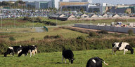 Kühe auf einer Wiese in Irland - dahinter eine Apple-Fabrik