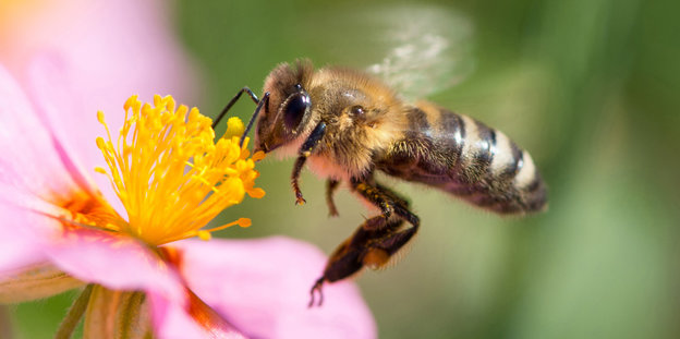 Eine Biene sammelt den Nektar von einem rosafarbenen Sonnenröschen